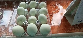 predám násadové vajíčka araucany - 1