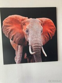 predám obraz slon