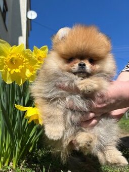 Pomeranian s PP FCI