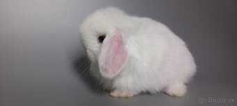 Mini Lop