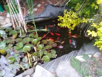 Predam Koi-kapre