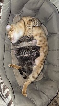 Bengalska macka