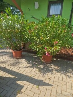 Predám oleander