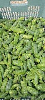 Nakladačky