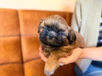 Shih-Tzu štěňatka (shi tzu, si-tzu, shitzu, si-cu)