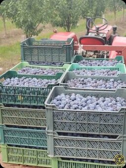 Slivky na kvas 0.48€/kg