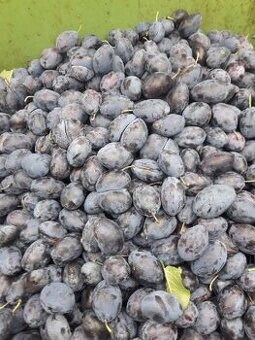 SLIVKY, DULA,.JABLKA VHODNÉ NA KVAS