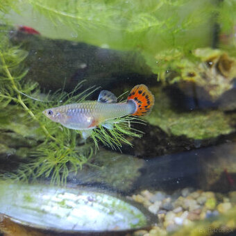 gupka duhova - pavie ocko