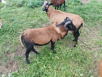 Kamerunská ovca a baran