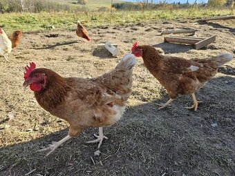 Mladky nosnice Lohman brown