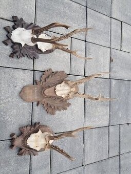 Srnčie trofeje na drevených podložkach,trofeje, parozie