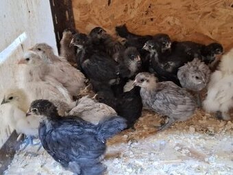 Araukány, Ayam cemani,  Brahmanky, Hodvábničky