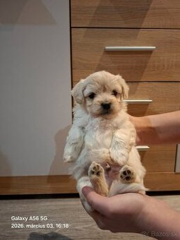 Maltézske šteniatka