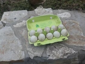 Násadové vajcia -indické bežce - 1