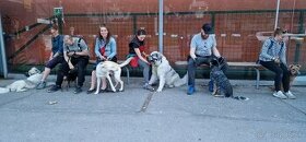 Výcvik, socializácia psov a ďalšie