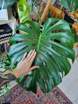 Monstera Deliciosa