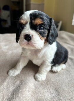Cavalier