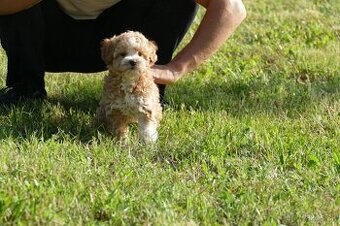 Maltipoo (malteze +Pudel = maltipoo)