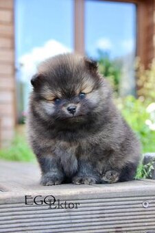 Pomeranian s PP/FCI