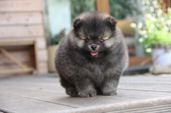 Pomeranian s PP/FCI