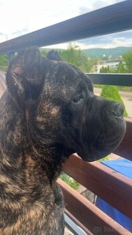 Krytie Cane Corso