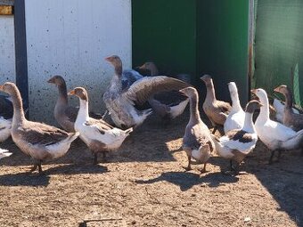 Hus Pomoranska a Landeska