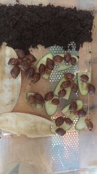 Africký slimák Lissachatina reticulata