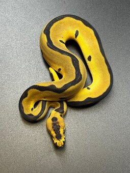 Python regius