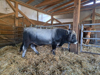 Plemenný býk Gasconne