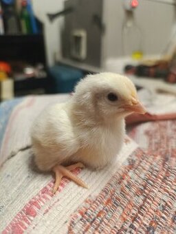 Leghorn kuriatka