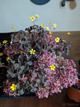 Oxalis Kyslička Vulcanicola Plum Crazy