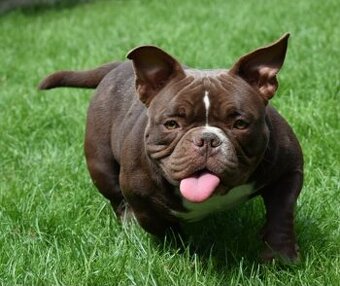 American bully micro NANO