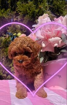 Maltipoo holčička