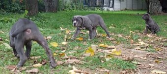 Cane Corso