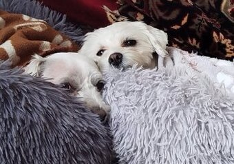 Maltezaky