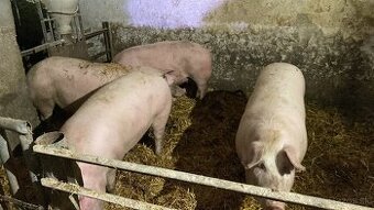 Ponukam jatocne osipane