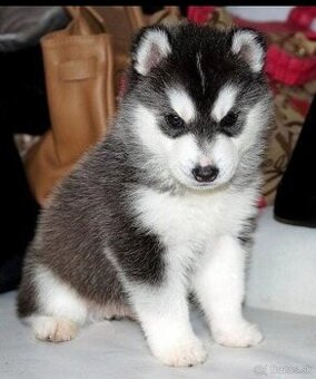 Šteniatka sibírskeho huskyho na adopciu.