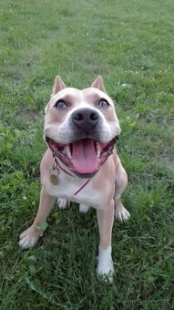 Amstaff