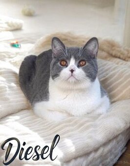 Scottish Fold bicolor