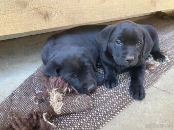 Labrador šteniatka