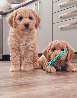 Cockapoo Cavapoo Maltipoo pudel