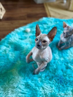Don Sphynx s PP - 1