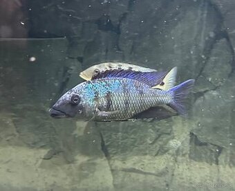Fossorochromis
