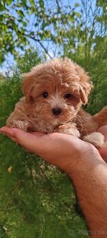 Micro Maltipoo