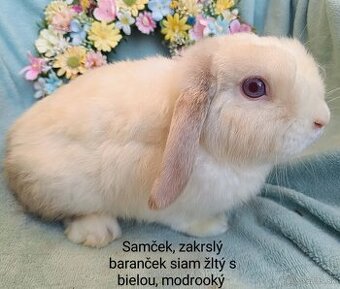 Zakrslý baranček s VP samček siam žltý s bielou