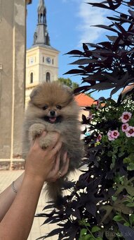 Na predaj šteniatka pomeraniana s FCI dokladmi 🐾