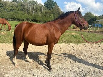 4 rocna pony kobyla