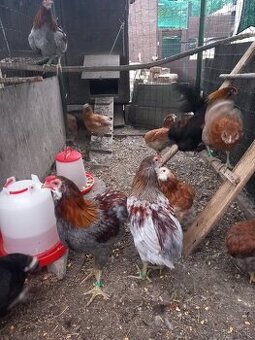 Araucana