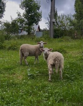 Ovce ( ovečka a baran ) na predaj