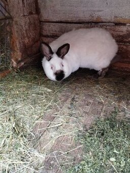 Predám králiky Kalifornské